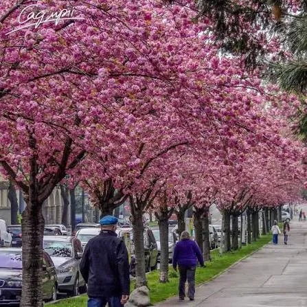 Сакура Канзан (Prunus serrulata 'Kanzan')