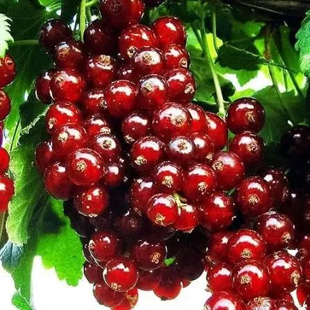 Виксне