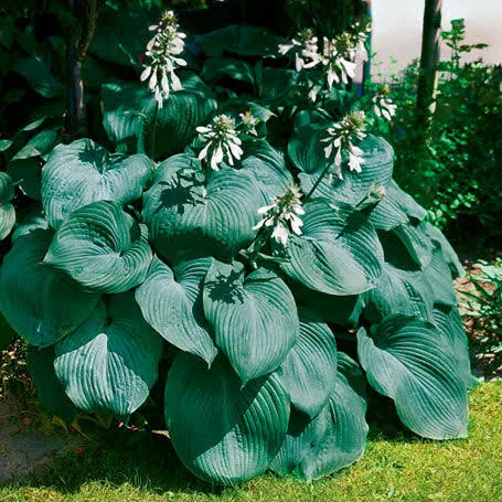 Биг Дэдди (Hosta 'Big Daddy')