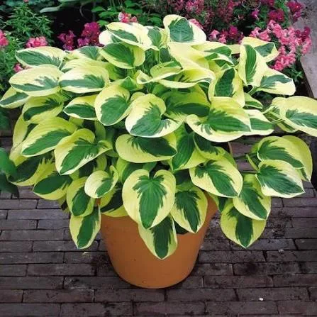 Брим Кап (Hosta 'Brim Cup') 