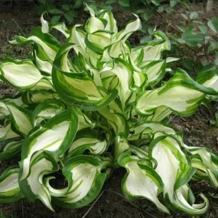 Медиовариегата (Hosta undulata Mediovariegata)