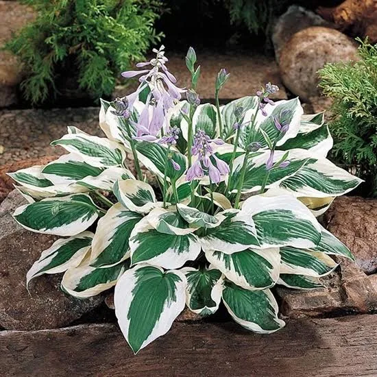 Патриот (Hosta 'Patriot') 