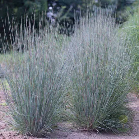 Схизахириум метельчатый (Schizachyrium scoparium)