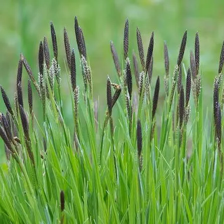 Осока чёрная (Carex nigra)