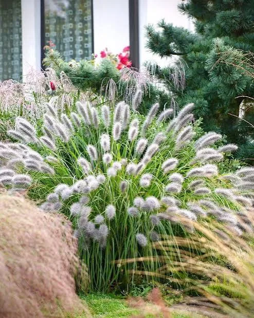 Пеннисетум лисохвостный «Литтл Банни» (Pennisetum alopecuroides 'Little Bunny')