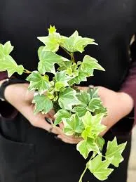 Плющ обыкновенный вариегатный (Hedera helix Variegata)