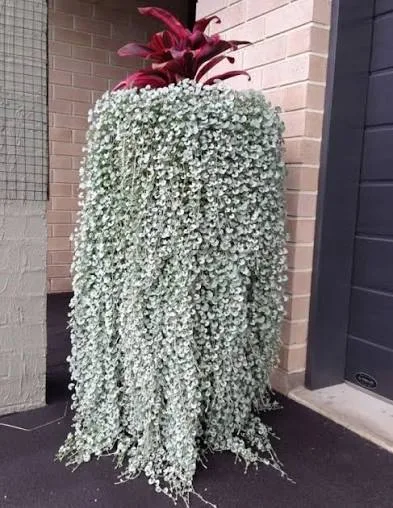Дихондра серебристая (Dichondra argentea) 