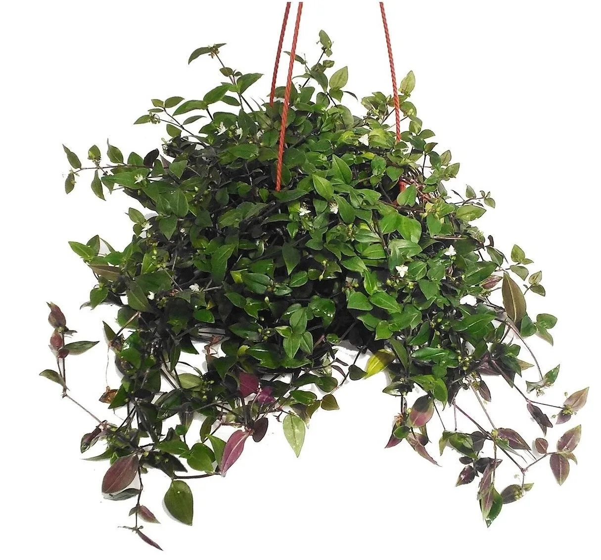 Традесканция приречная (Tradescantia fluminensis) 