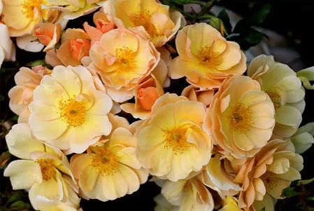 Роза Амбер Сан (Amber Sun) 