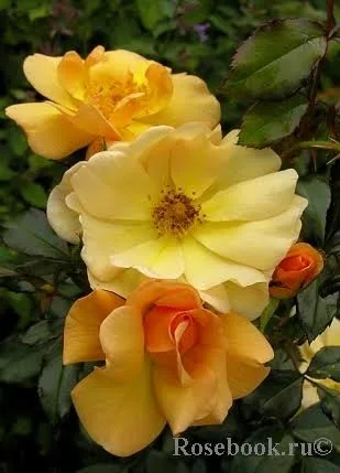 Фото 2