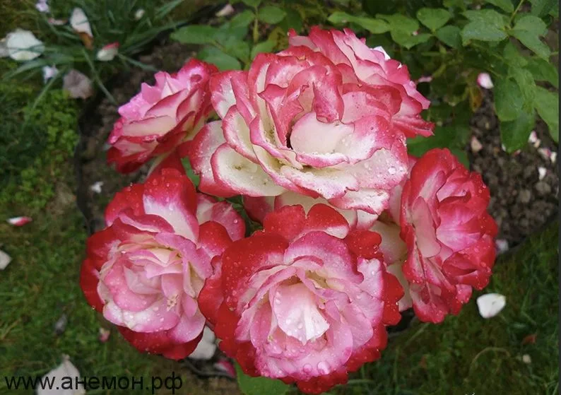Фото 2