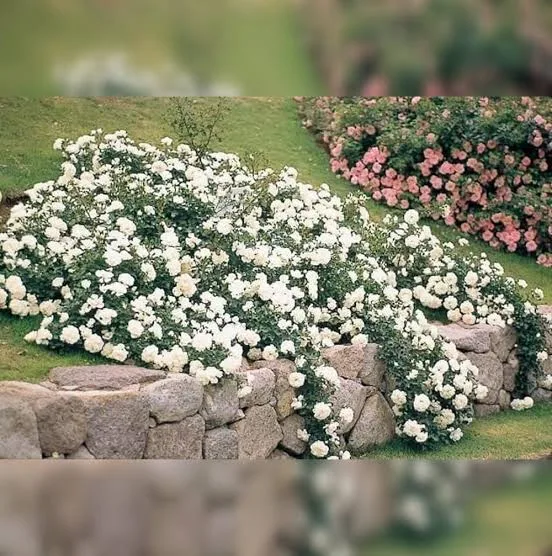 Вайт Мейяндекор (White Meidiland,
