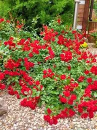 Ред Каскад» (Red Cascade)