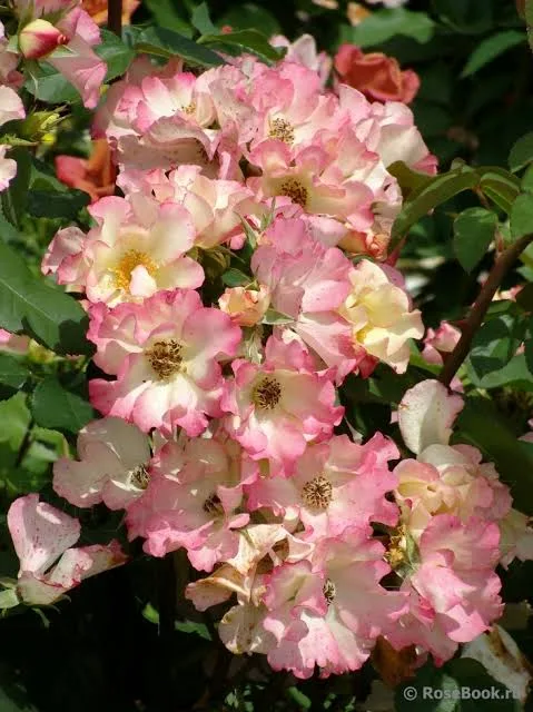 Фото 2