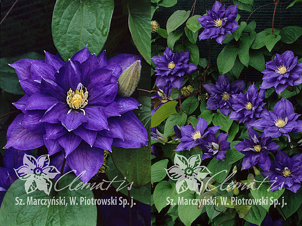 Клематис Бьюти оф Вочестер