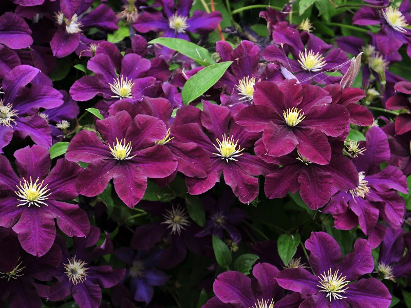 Клематис Варшавская ночь