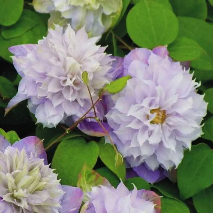 Клематис Вероника Чойс