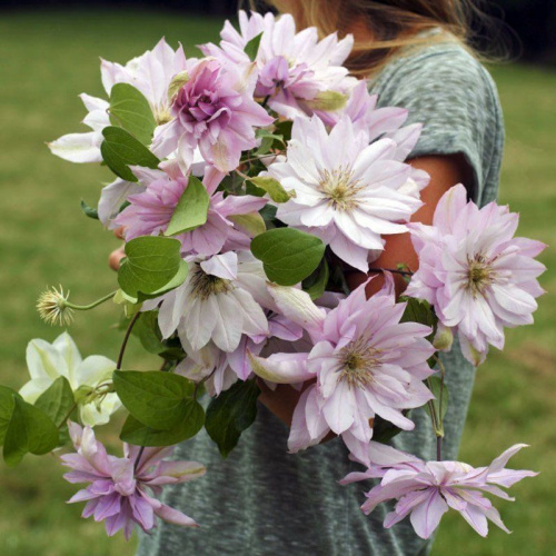 Клематис Виолет Элизабет