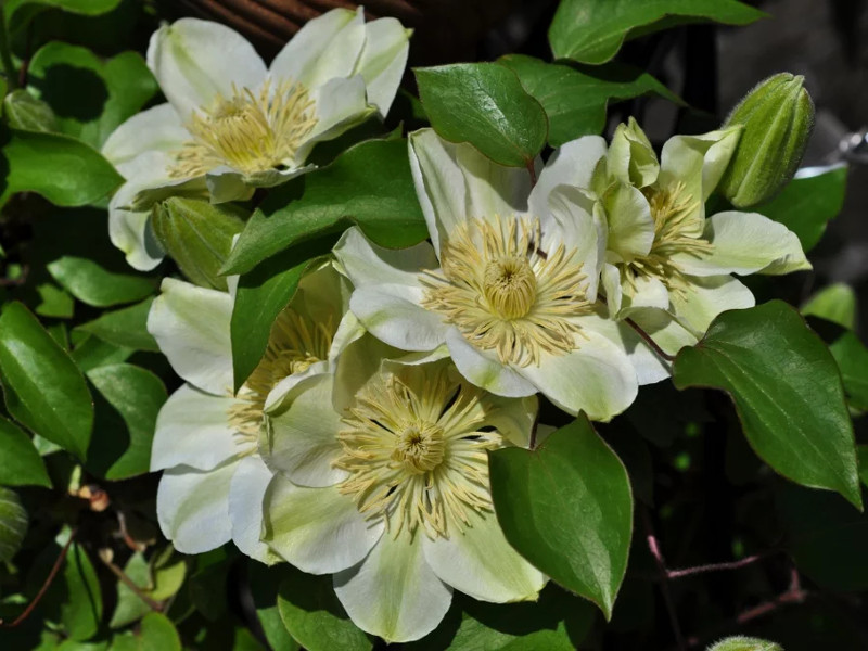 Клематис Гуэрнси Крим