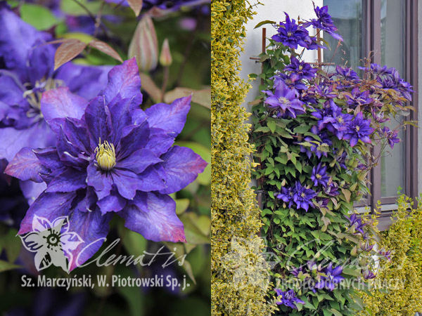 Клематис Даниэль Деронда