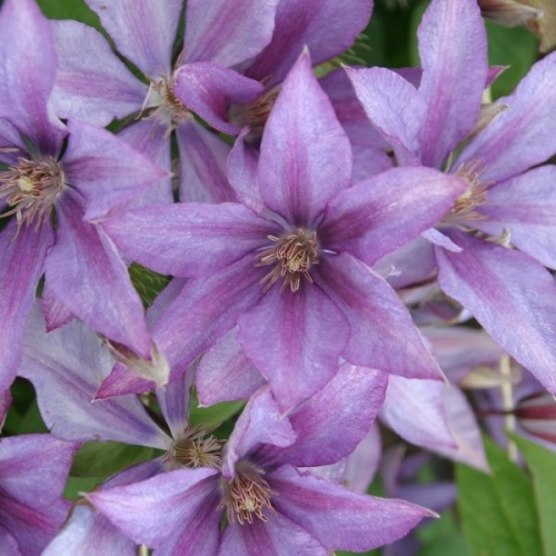 Клематис Дороти Валтон