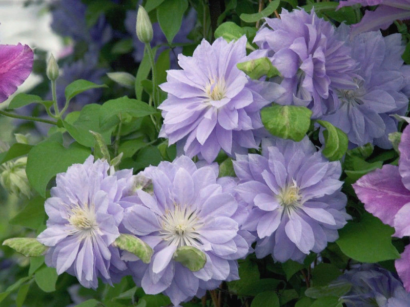 Клематис Дэннис Дабл