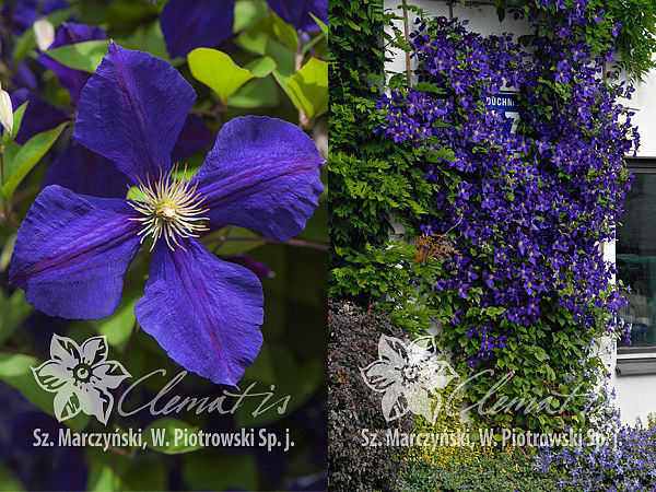 Клематис Жакмана (Джекмани)