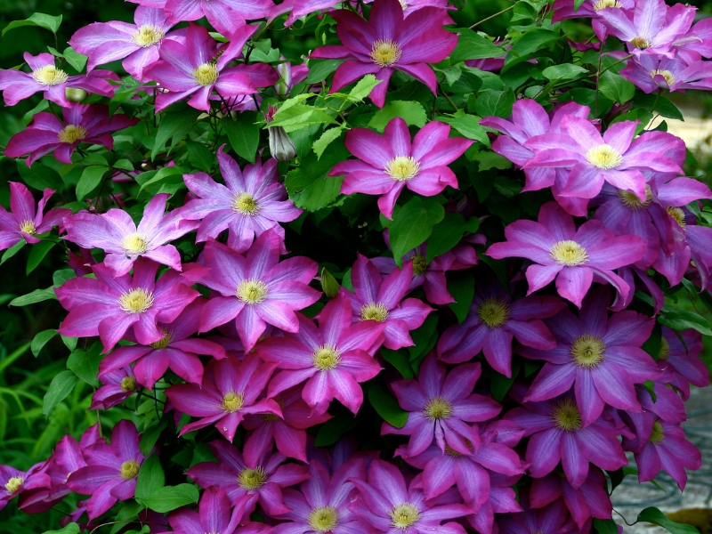 Клематис Какио