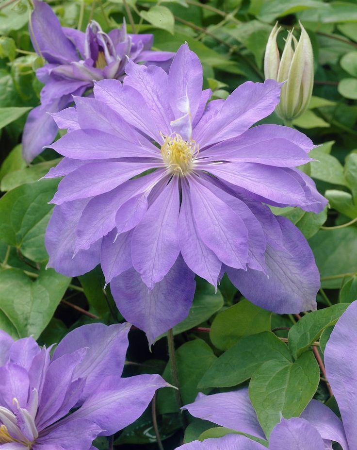 Клематис Кантес Оф Лавлейс