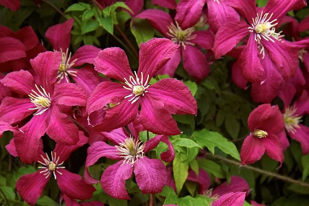 Клематис Мадам Джулия Корревон