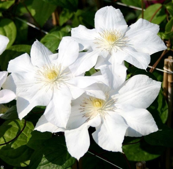 Клематис Мадам Ле Культре