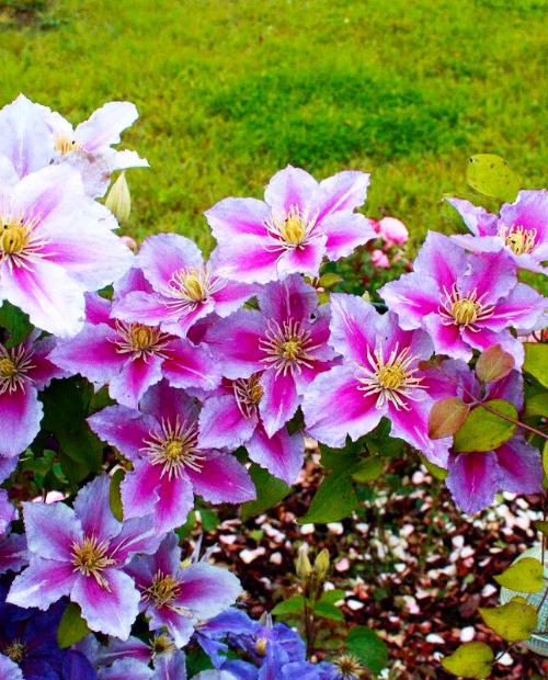 Клематис Пиилу