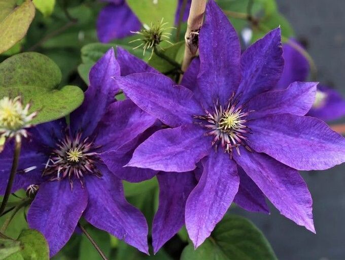 Клематис Президент