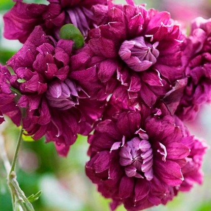 Клематис Пурпуреа Плена Элеганс