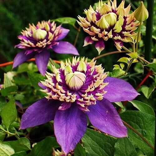 Клематис Тайга