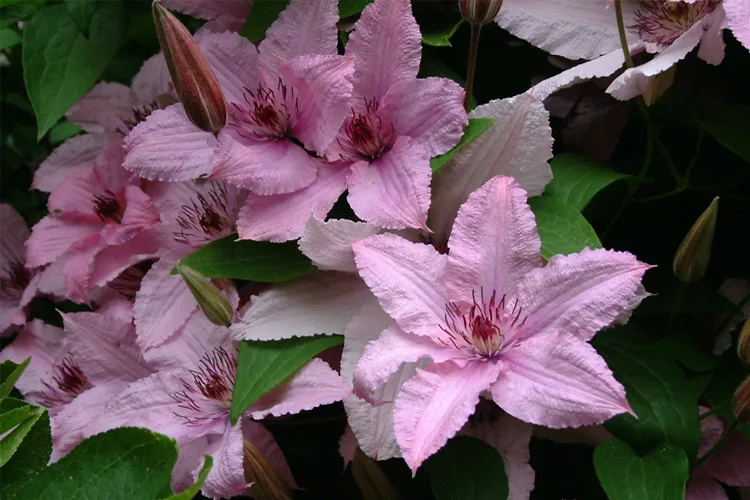 Клематис Хагли Гибрид