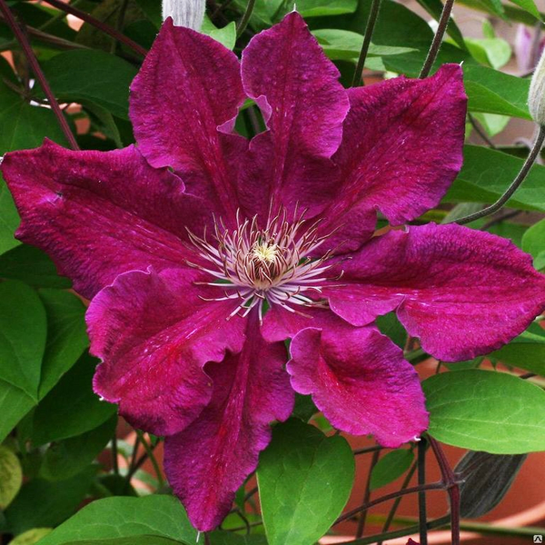 Клематис Эрнест Маркхем