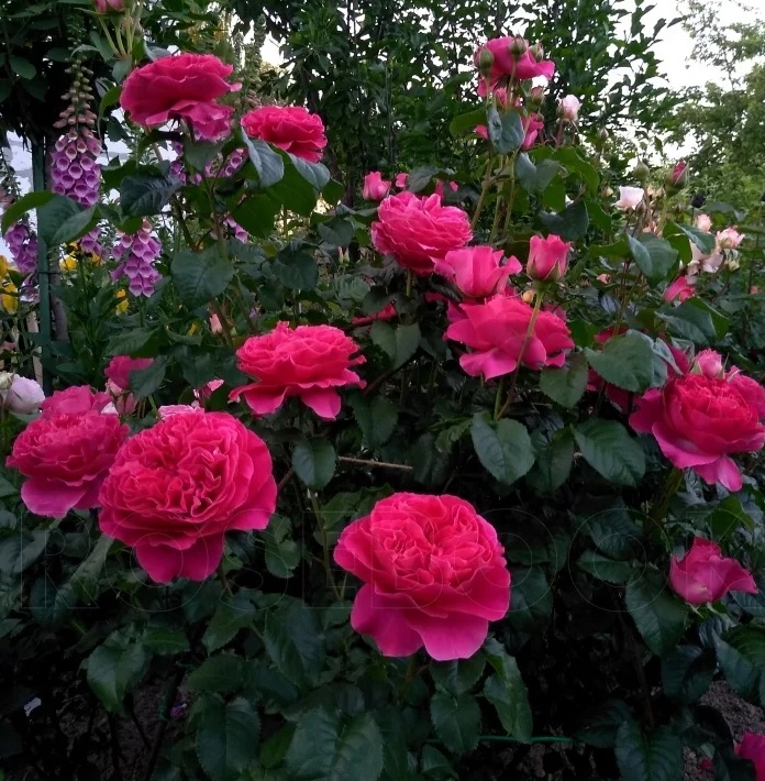 Фото 2