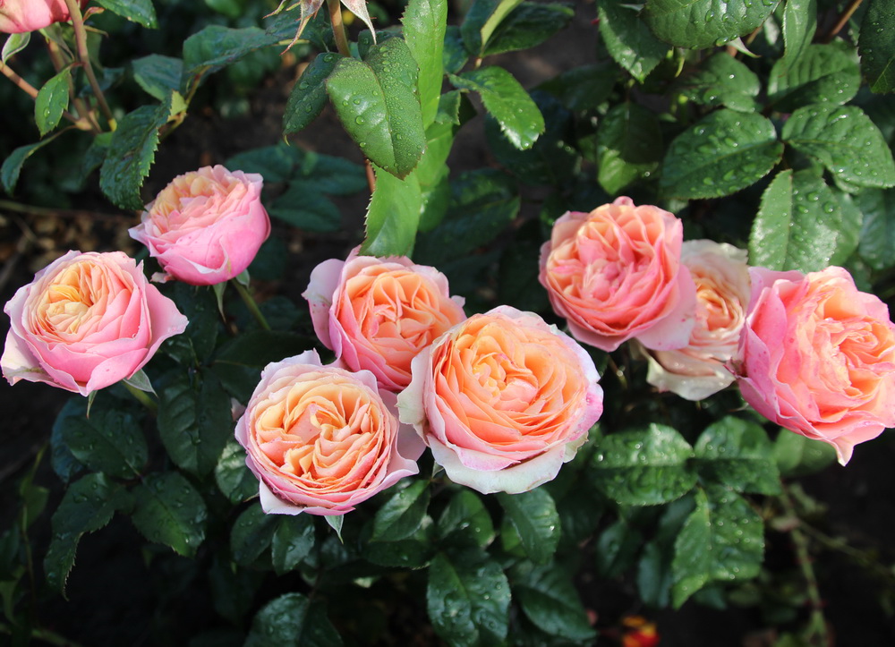 Фото 3