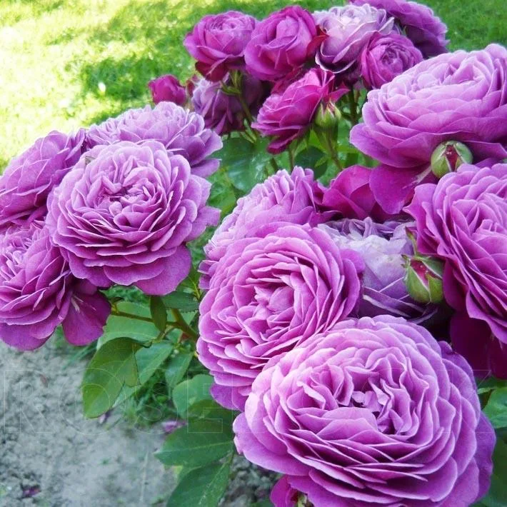 Хайди Клум Розе (Heidi Klum Rose)Tantau Германия 1999