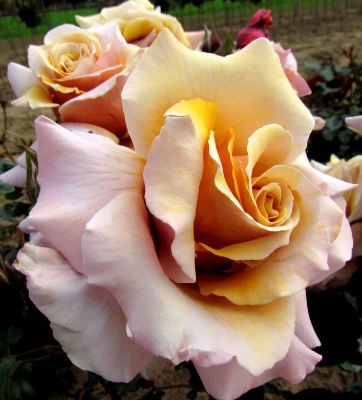 Мейджик Момент (Magic Moment)John Ford Н. Зеландия 2016