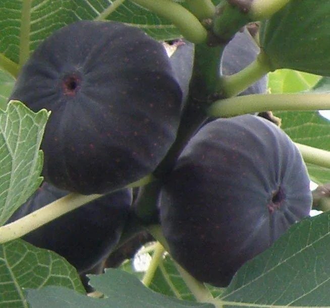 Черный Крымский