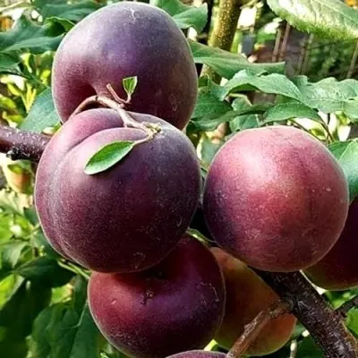 Черный принц