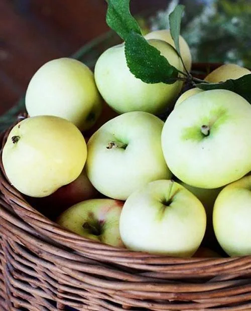 Белый налив