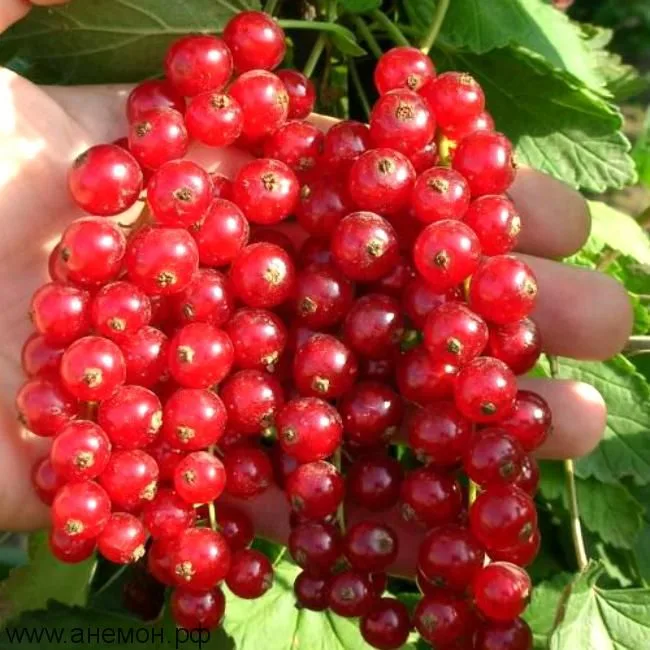 Мармеладница