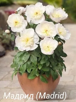 Мадрид