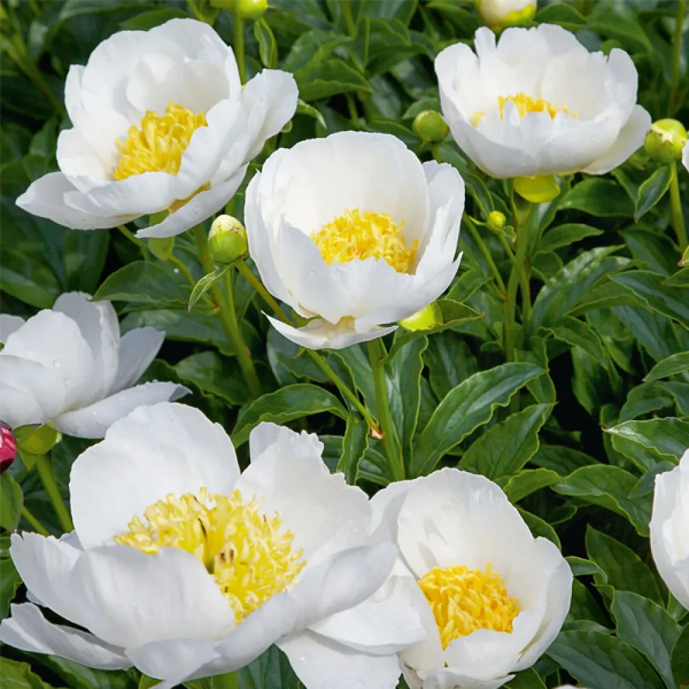 Jan van Leeuwen НОВИНКА