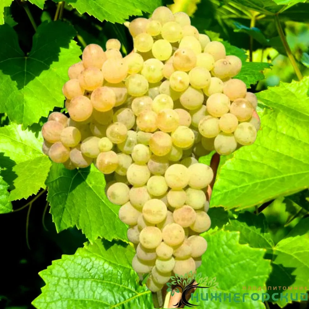 Виноград №342 (кишмиш)