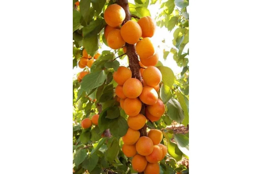 Принц Март колонновидный