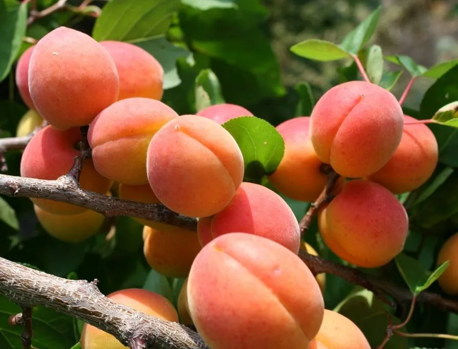 Санни колонновидный